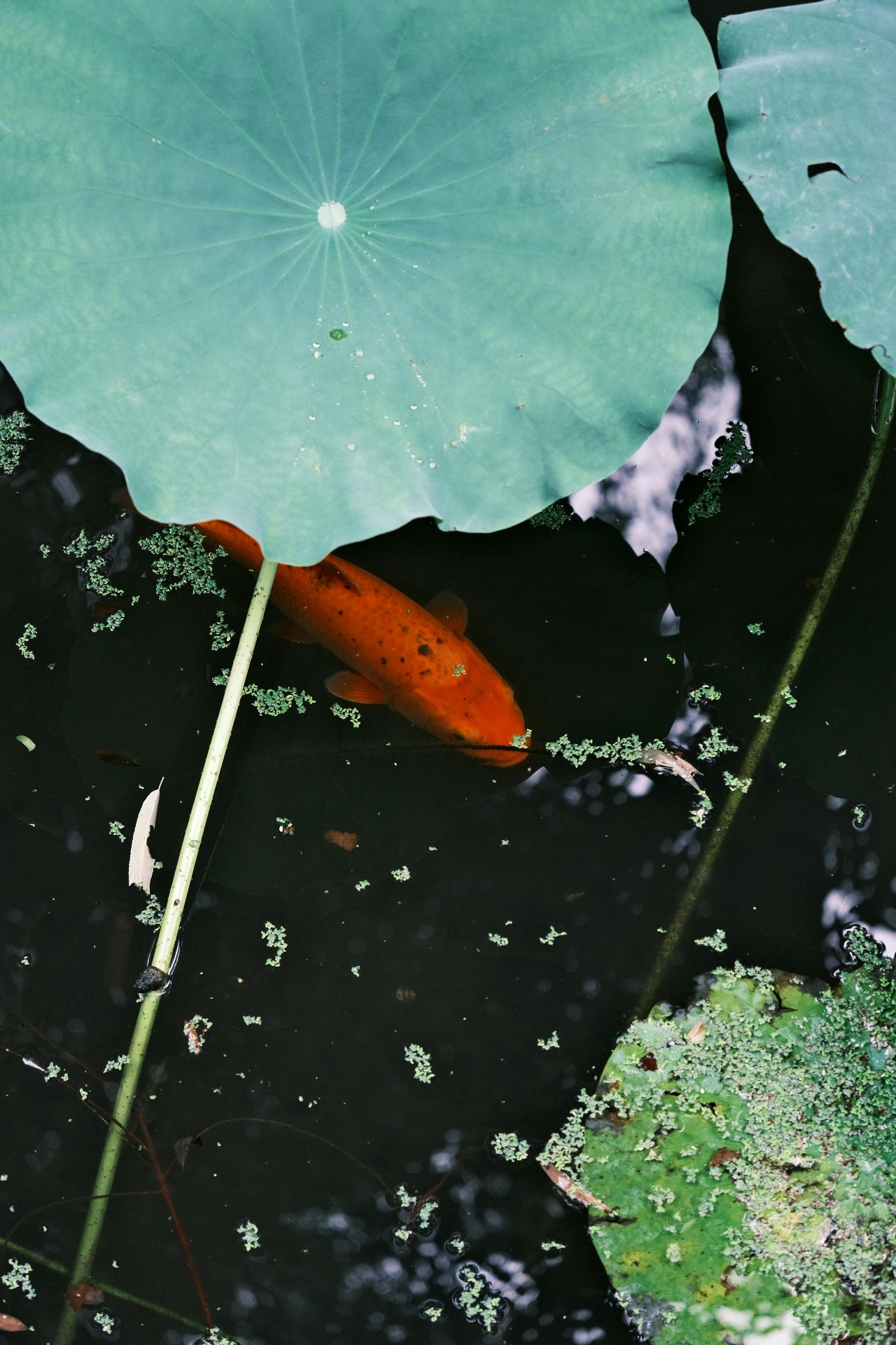 Koi onder een lotusblad als beeld voor presence en afstemming